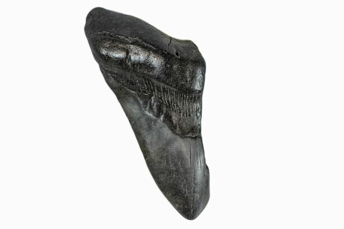 Partial Megalodon Tooth - South Carolina #172206